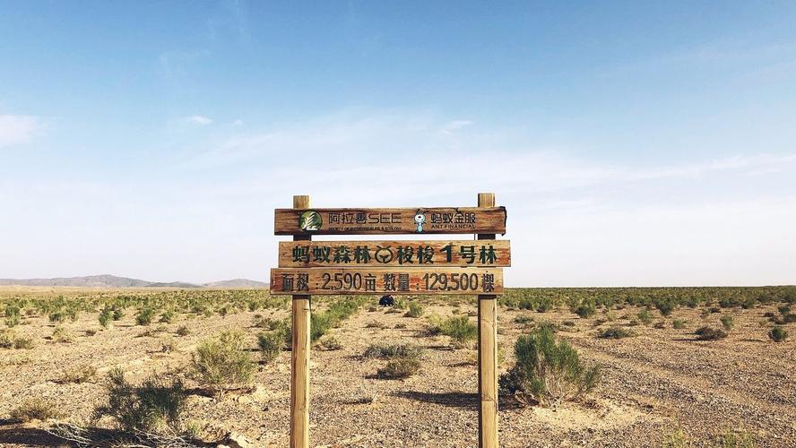 蚂蚁森林自助下单平台官网